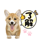 corgi-86（個別スタンプ：6）