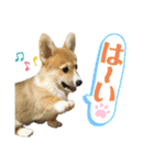 corgi-86（個別スタンプ：8）