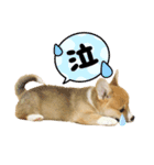 corgi-86（個別スタンプ：11）