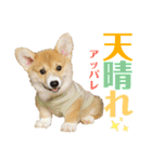 corgi-86（個別スタンプ：12）