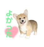 corgi-86（個別スタンプ：13）