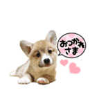 corgi-86（個別スタンプ：14）