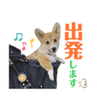 corgi-86（個別スタンプ：16）