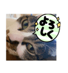 ジョイにゃんこ③（個別スタンプ：4）