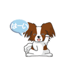 Papillon パピヨン Ver2（個別スタンプ：6）