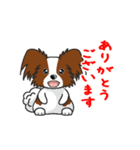 Papillon パピヨン Ver2（個別スタンプ：7）