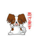 Papillon パピヨン Ver2（個別スタンプ：8）