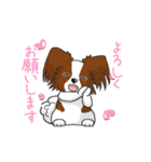 Papillon パピヨン Ver2（個別スタンプ：12）