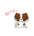 Papillon パピヨン Ver2（個別スタンプ：16）