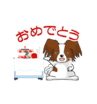 Papillon パピヨン Ver2（個別スタンプ：24）