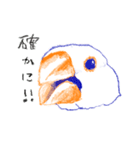 一般文鳥（個別スタンプ：9）