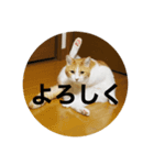 ちょびとまる2（個別スタンプ：4）