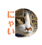 駄猫トマトの普段使えそうな挨拶スタンプ（個別スタンプ：1）