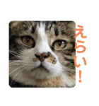 駄猫トマトの普段使えそうな挨拶スタンプ（個別スタンプ：2）