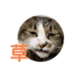 駄猫トマトの普段使えそうな挨拶スタンプ（個別スタンプ：3）