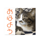 駄猫トマトの普段使えそうな挨拶スタンプ（個別スタンプ：4）