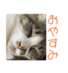 駄猫トマトの普段使えそうな挨拶スタンプ（個別スタンプ：5）