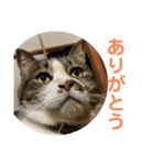 駄猫トマトの普段使えそうな挨拶スタンプ（個別スタンプ：6）