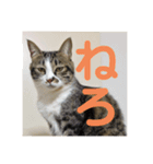 駄猫トマトの普段使えそうな挨拶スタンプ（個別スタンプ：8）