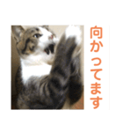 駄猫トマトの普段使えそうな挨拶スタンプ（個別スタンプ：11）