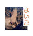 駄猫トマトの普段使えそうな挨拶スタンプ（個別スタンプ：13）