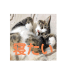 駄猫トマトの普段使えそうな挨拶スタンプ（個別スタンプ：14）