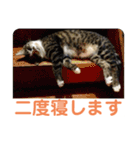 駄猫トマトの普段使えそうな挨拶スタンプ（個別スタンプ：15）
