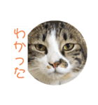駄猫トマトの普段使えそうな挨拶スタンプ（個別スタンプ：16）