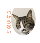 駄猫トマトの普段使えそうな挨拶スタンプ（個別スタンプ：17）