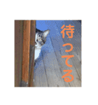 駄猫トマトの普段使えそうな挨拶スタンプ（個別スタンプ：18）