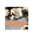 駄猫トマトの普段使えそうな挨拶スタンプ（個別スタンプ：19）