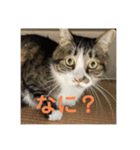 駄猫トマトの普段使えそうな挨拶スタンプ（個別スタンプ：20）