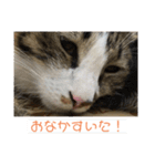 駄猫トマトの普段使えそうな挨拶スタンプ（個別スタンプ：22）