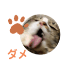 駄猫トマトの普段使えそうな挨拶スタンプ（個別スタンプ：24）