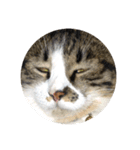 駄猫トマトの普段使えそうな挨拶スタンプ（個別スタンプ：25）
