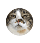 駄猫トマトの普段使えそうな挨拶スタンプ（個別スタンプ：26）