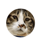 駄猫トマトの普段使えそうな挨拶スタンプ（個別スタンプ：27）