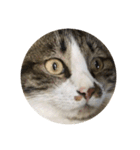 駄猫トマトの普段使えそうな挨拶スタンプ（個別スタンプ：28）