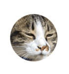 駄猫トマトの普段使えそうな挨拶スタンプ（個別スタンプ：29）