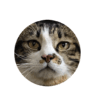 駄猫トマトの普段使えそうな挨拶スタンプ（個別スタンプ：30）