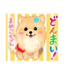 2021 1030 ポメラニアン まめこちゃん（個別スタンプ：1）