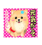 2021 1030 ポメラニアン まめこちゃん（個別スタンプ：3）