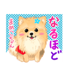 2021 1030 ポメラニアン まめこちゃん（個別スタンプ：6）