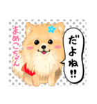 2021 1030 ポメラニアン まめこちゃん（個別スタンプ：8）
