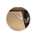 ベンガルのアリー（個別スタンプ：5）