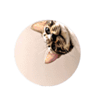 ベンガルのアリー（個別スタンプ：7）