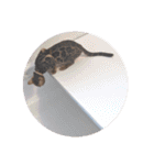 ベンガルのアリー（個別スタンプ：9）