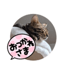 ベンガルのアリー（個別スタンプ：29）