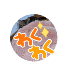 ベンガルのアリー（個別スタンプ：32）