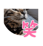 ベンガルのアリー（個別スタンプ：33）